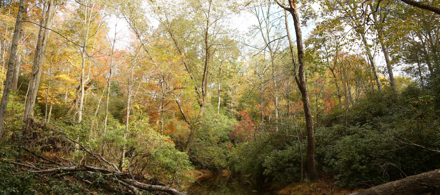 Fall colors in Prince William Forest Park. 