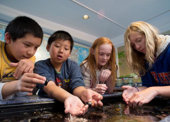 Four kids in a science lab looking at a touch tank.