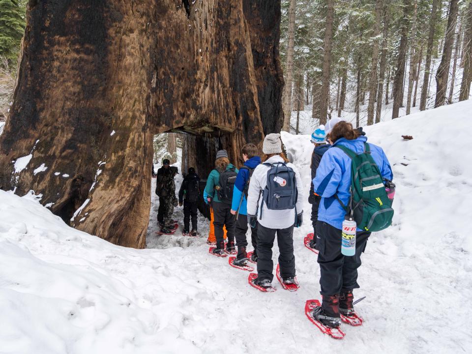 Students explore the Tuolumne Grove of Giant Sequoias on snowshoes. 