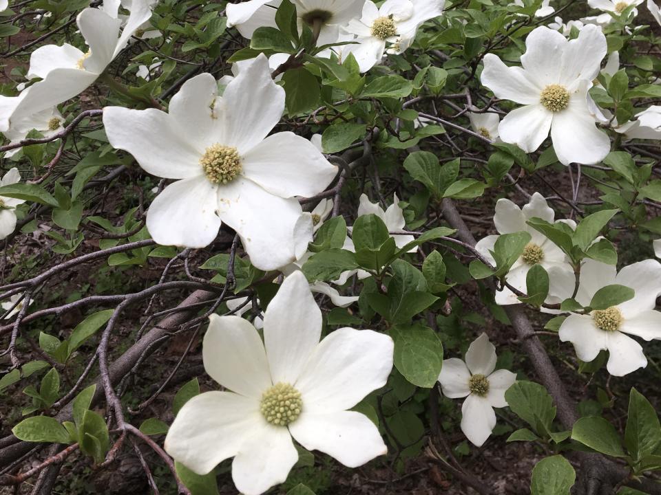 Blooming pacific dogwood trees in Curry Village