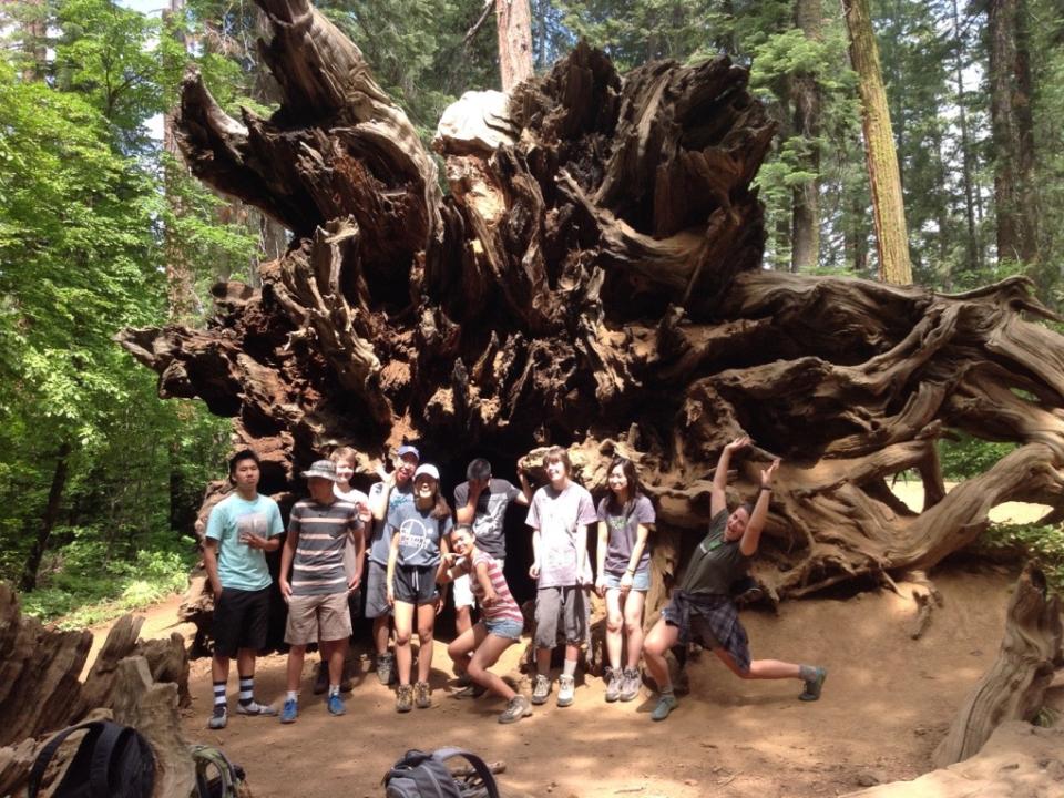 Students explore the Tuolumne Grove of Giant Sequoias, including a fallen Sequoia from the inside out!