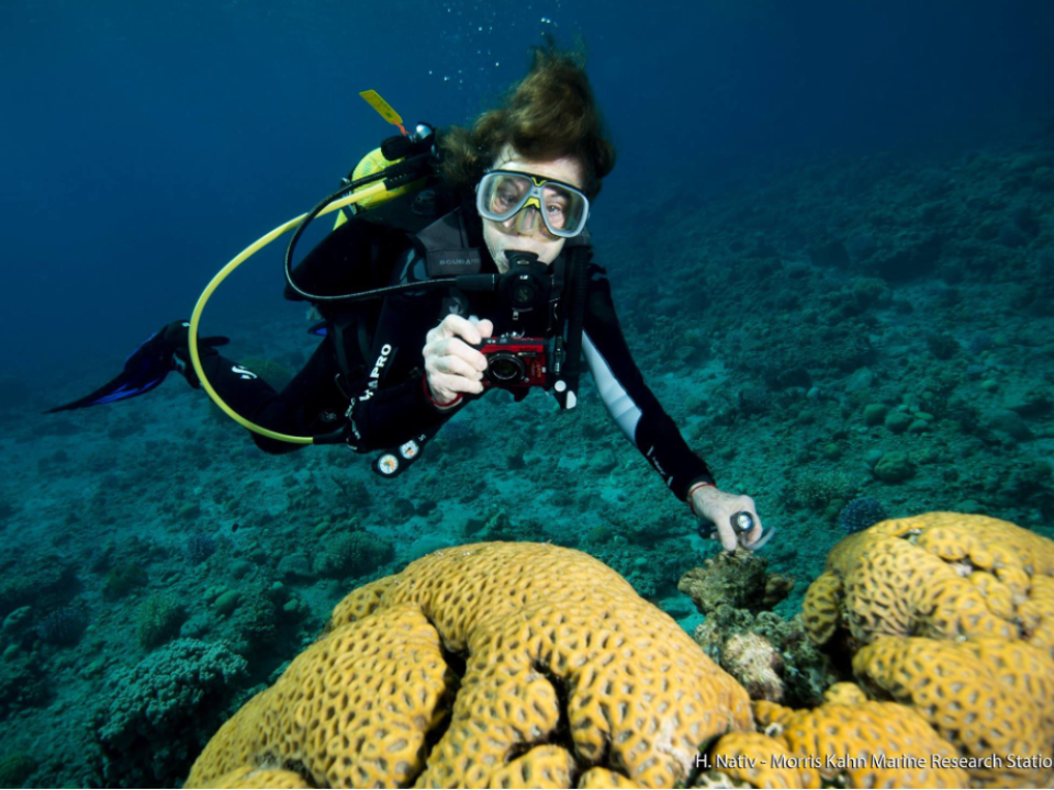 Sylvia Earle scuba diving