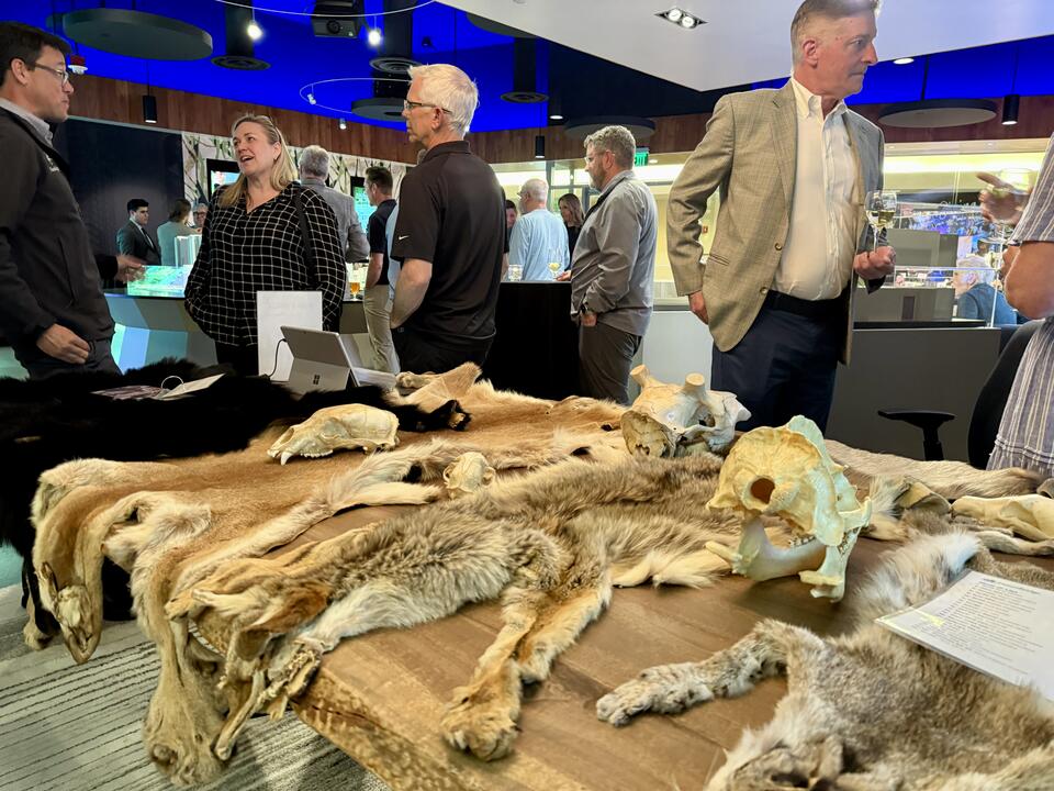NatureBridge Olympic's Skins and Skulls station at our Bellevue Teacher Night