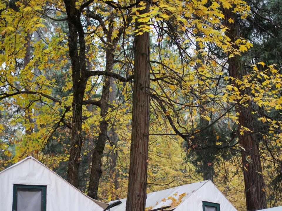 Curry Village Tent Cabins dusted with fall leaves. 