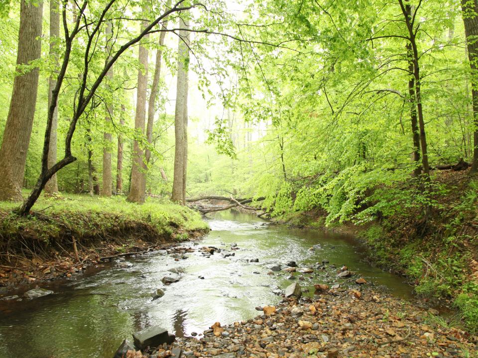 creek in Prince William Forest Park