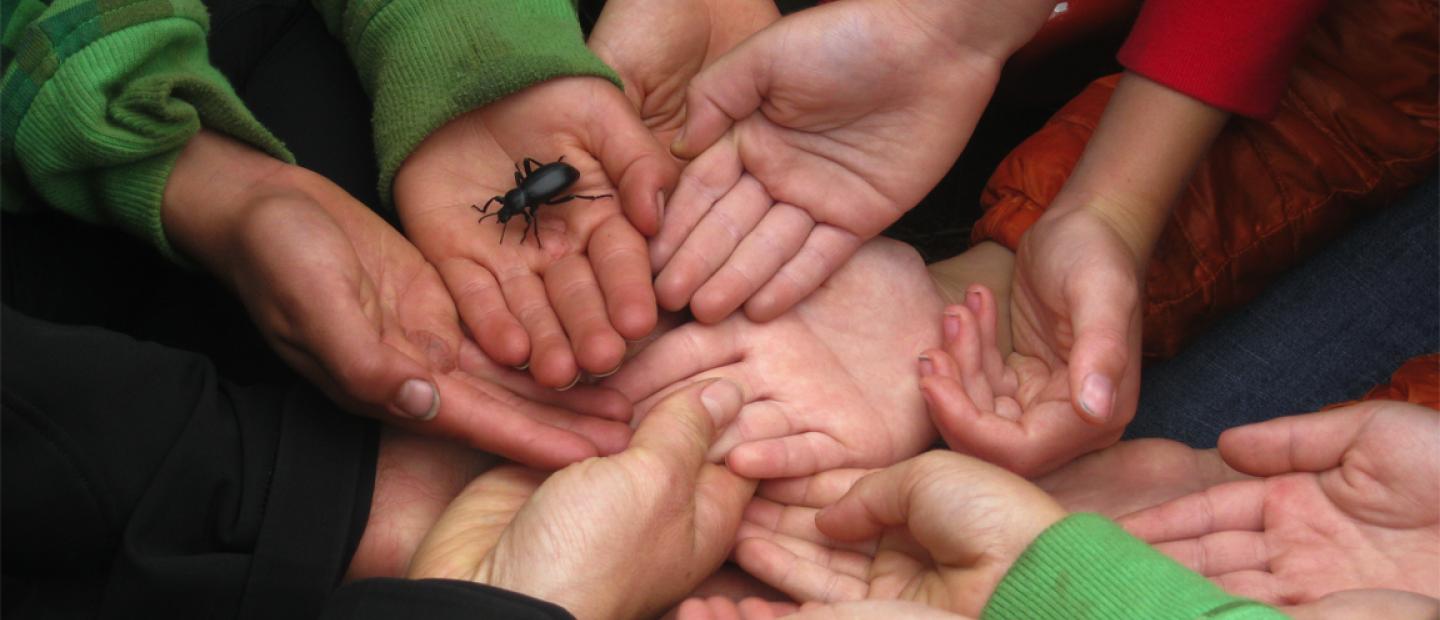 Kids hands with beetle
