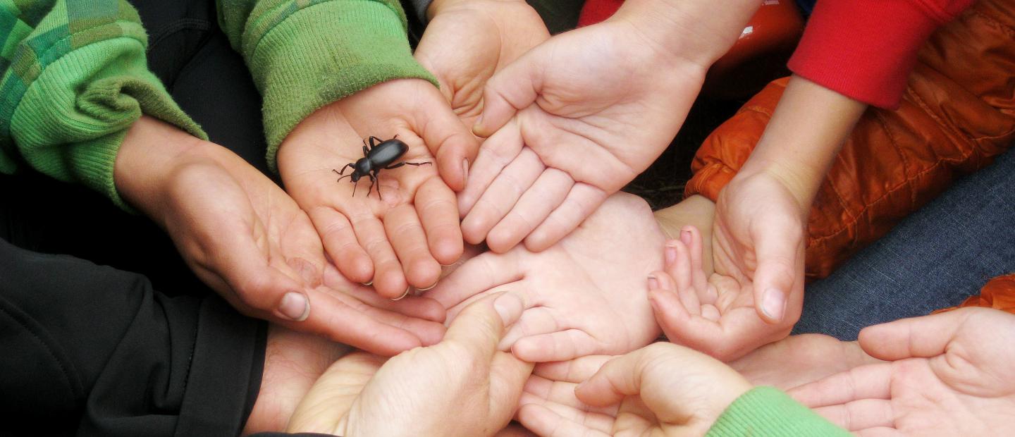 Students hold out their hands to hold a bug.